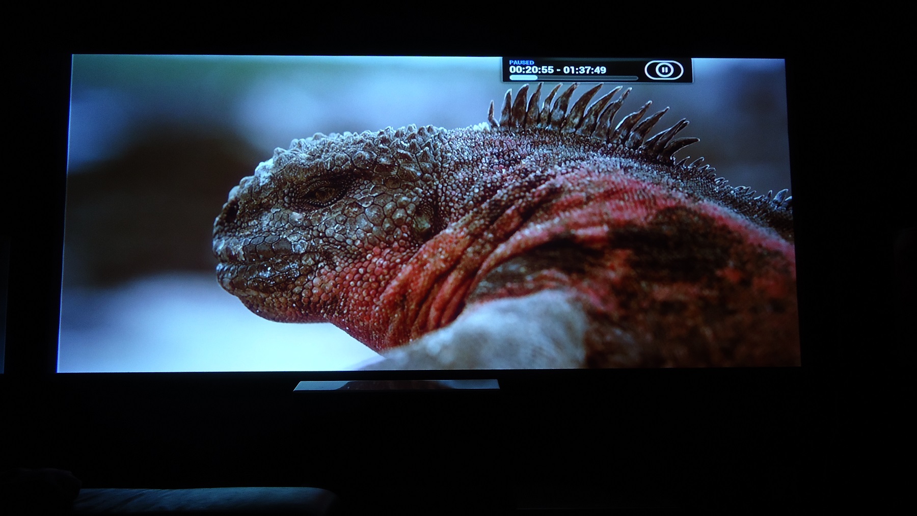 Lizzard.jpg