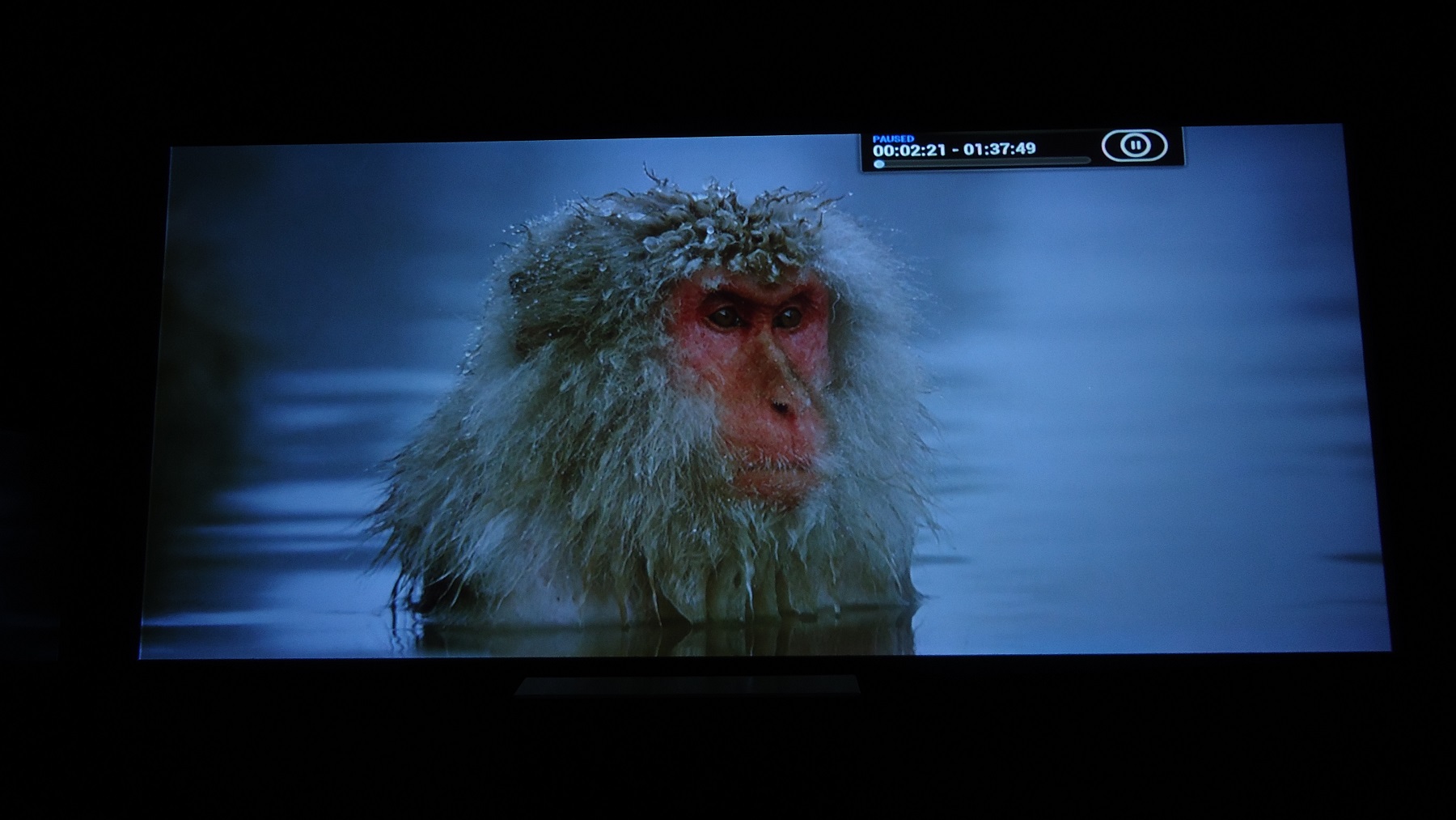 Monkey.jpg
