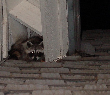 pest2.jpg