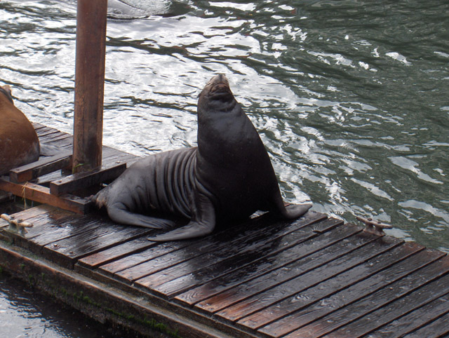 sea lion.jpg